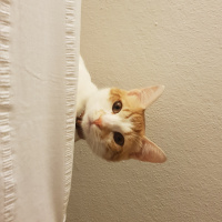 Sarman, Kedi  Rıfkı fotoğrafı
