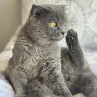 Scottish Fold, Kedi  Pizza fotoğrafı