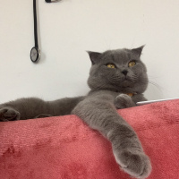 Scottish Fold, Kedi  Pizza fotoğrafı