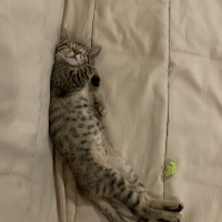 Scottish Fold, Kedi  Pizza fotoğrafı
