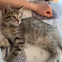 Tekir Kedi, Kedi  Muffin fotoğrafı