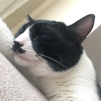 Tuxedo (Smokin) Kedi, Kedi  Adolf fotoğrafı