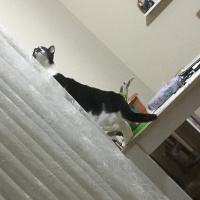 Tuxedo (Smokin) Kedi, Kedi  Adolf fotoğrafı