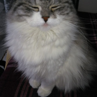 Chinchilla, Kedi  BeyrutShin fotoğrafı