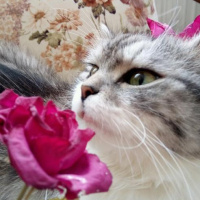 Chinchilla, Kedi  BeyrutShin fotoğrafı