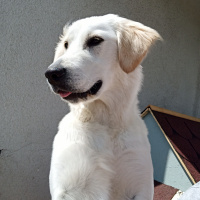 Golden Retriever, Köpek  Betty fotoğrafı