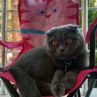 Scottish Fold, Kedi  Elsa fotoğrafı