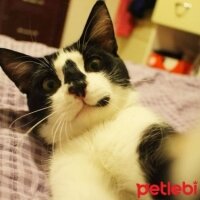 Tuxedo (Smokin) Kedi, Kedi  Timoti fotoğrafı