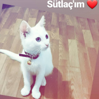 Ankara Kedisi, Kedi  Sütlaç fotoğrafı