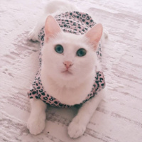 Ankara Kedisi, Kedi  Sütlaç fotoğrafı