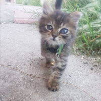 Tekir Kedi, Kedi  Noodle fotoğrafı