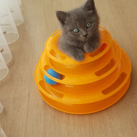 British Shorthair, Kedi  B♡NCUK fotoğrafı