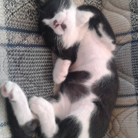 Tuxedo (Smokin) Kedi, Kedi  Zeytin fotoğrafı