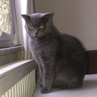 British Shorthair, Kedi  Duman fotoğrafı
