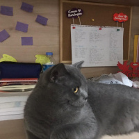 British Shorthair, Kedi  Duman fotoğrafı
