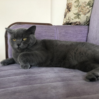 British Shorthair, Kedi  Duman fotoğrafı