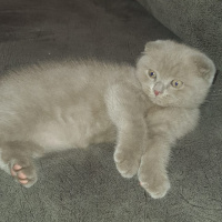 Scottish Fold, Kedi  scotish fold fotoğrafı