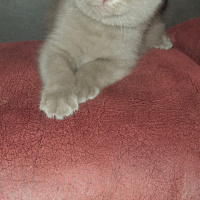 Scottish Fold, Kedi  scotish fold fotoğrafı