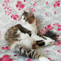 Van Kedisi, Kedi  Pıtır fotoğrafı