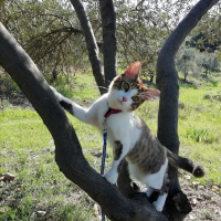 Van Kedisi, Kedi  Pıtır fotoğrafı