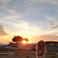 Golden Retriever, Köpek  Arthas fotoğrafı