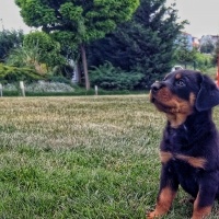 Rottweiler, Köpek  Gölge fotoğrafı