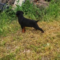 Rottweiler, Köpek  Gölge fotoğrafı