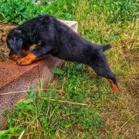 Rottweiler, Köpek  Gölge fotoğrafı