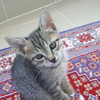 Tekir Kedi, Kedi  küçük dostlar fotoğrafı