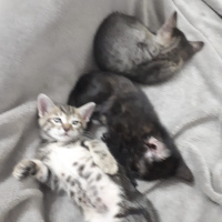 Tekir Kedi, Kedi  küçük dostlar fotoğrafı