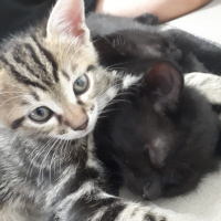 Tekir Kedi, Kedi  küçük dostlar fotoğrafı