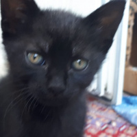 Tekir Kedi, Kedi  küçük dostlar fotoğrafı