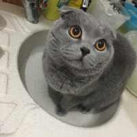 Scottish Fold, Kedi  Gustav Adolf fotoğrafı