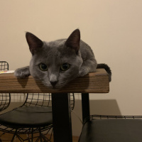 Mavi Rus, Kedi  Boffin fotoğrafı