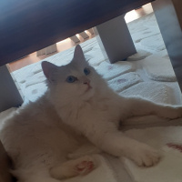Ankara Kedisi, Kedi  Mia fotoğrafı