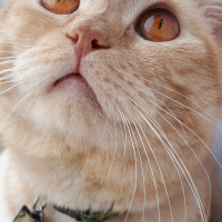 British Shorthair, Kedi  Aslan fotoğrafı