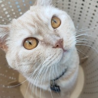 British Shorthair, Kedi  Aslan fotoğrafı