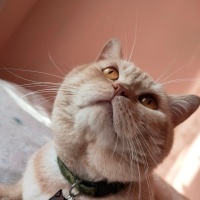 British Shorthair, Kedi  Aslan fotoğrafı