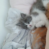 Tekir Kedi, Kedi  Yavru kedi fotoğrafı