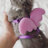 Tekir Kedi, Kedi  Yavru kedi fotoğrafı