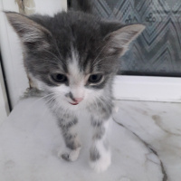 Tekir Kedi, Kedi  Jckwkdkekd fotoğrafı