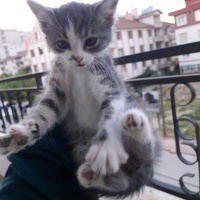 Tekir Kedi, Kedi  Jckwkdkekd fotoğrafı