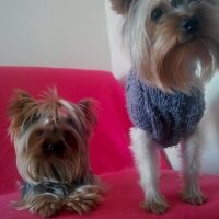 Yorkshire Terrier, Köpek  Gina fotoğrafı