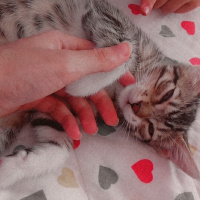 Tekir Kedi, Kedi  Sarı takke ve beyaz pati fotoğrafı