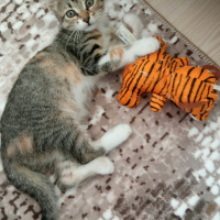 Tekir Kedi, Kedi  Sarı takke ve beyaz pati fotoğrafı
