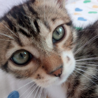 Tekir Kedi, Kedi  Sarı takke ve beyaz pati fotoğrafı