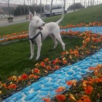 Sibirya Kurdu (Husky), Köpek  İce fotoğrafı