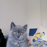 British Shorthair, Kedi  Bambam fotoğrafı