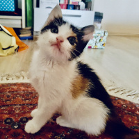 Tekir Kedi, Kedi  Müko fotoğrafı