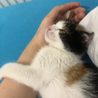 Tekir Kedi, Kedi  Müko fotoğrafı